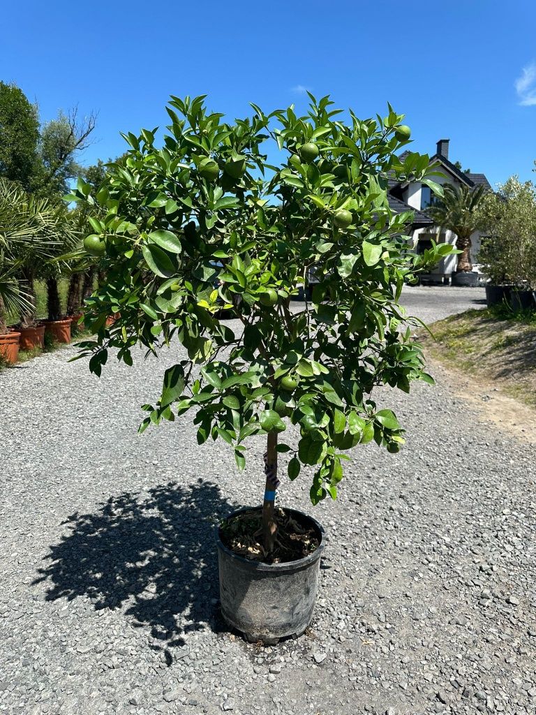 Drzewo cytrusowe Citrus Limon pomelo egzotyka