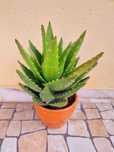 Planta Suculenta - Aloe Vera