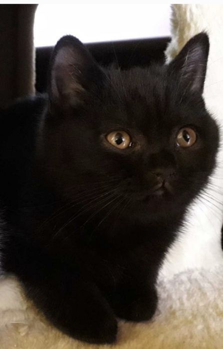 Piękny kotek Brytyjski