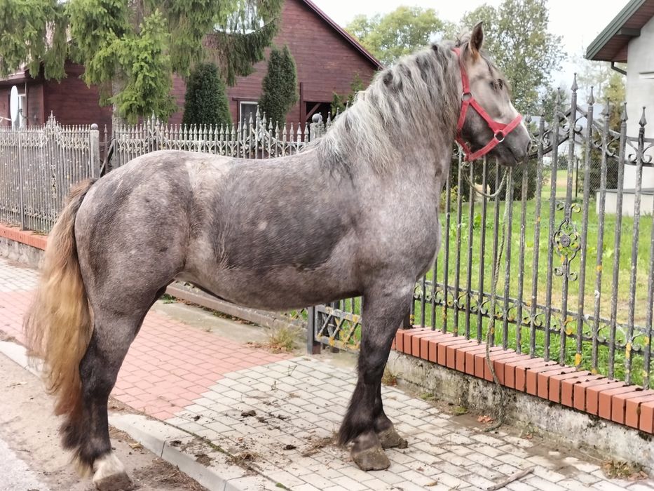 Klacz 2, 5 roku siwa
