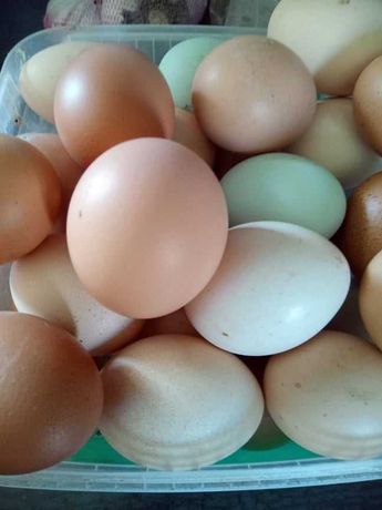 ovos de galinha do dia
