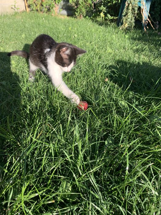 Котик  6 місяці віддам в добрі руки(безкоштовно) Привезу