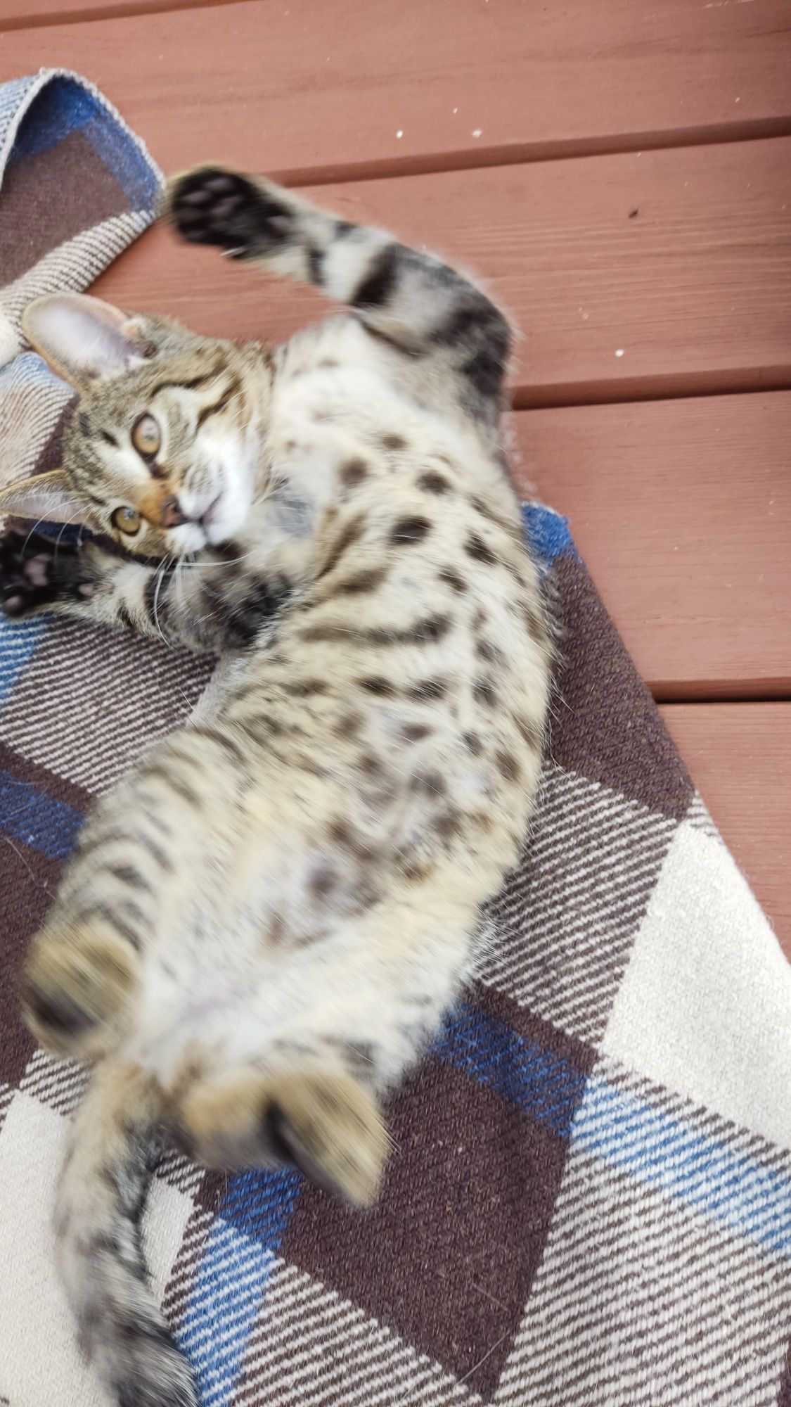 Kotka Lucyna- do adopcji, Kalisz