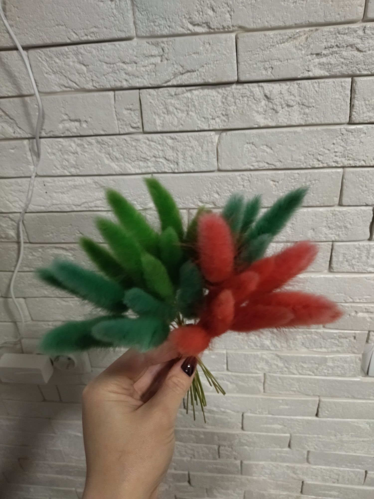 Лагурус великий Італія