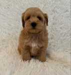 Śliczny piesek maltipoo