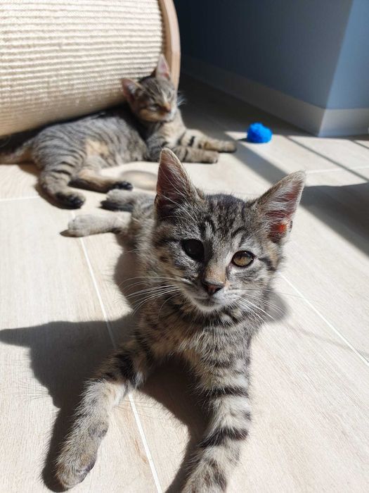Mojito i Pina Colada - dwa przytulaski na tropie domku