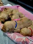 Zapowiedz miotu Golden retriever umaszczenie  ciemno złote