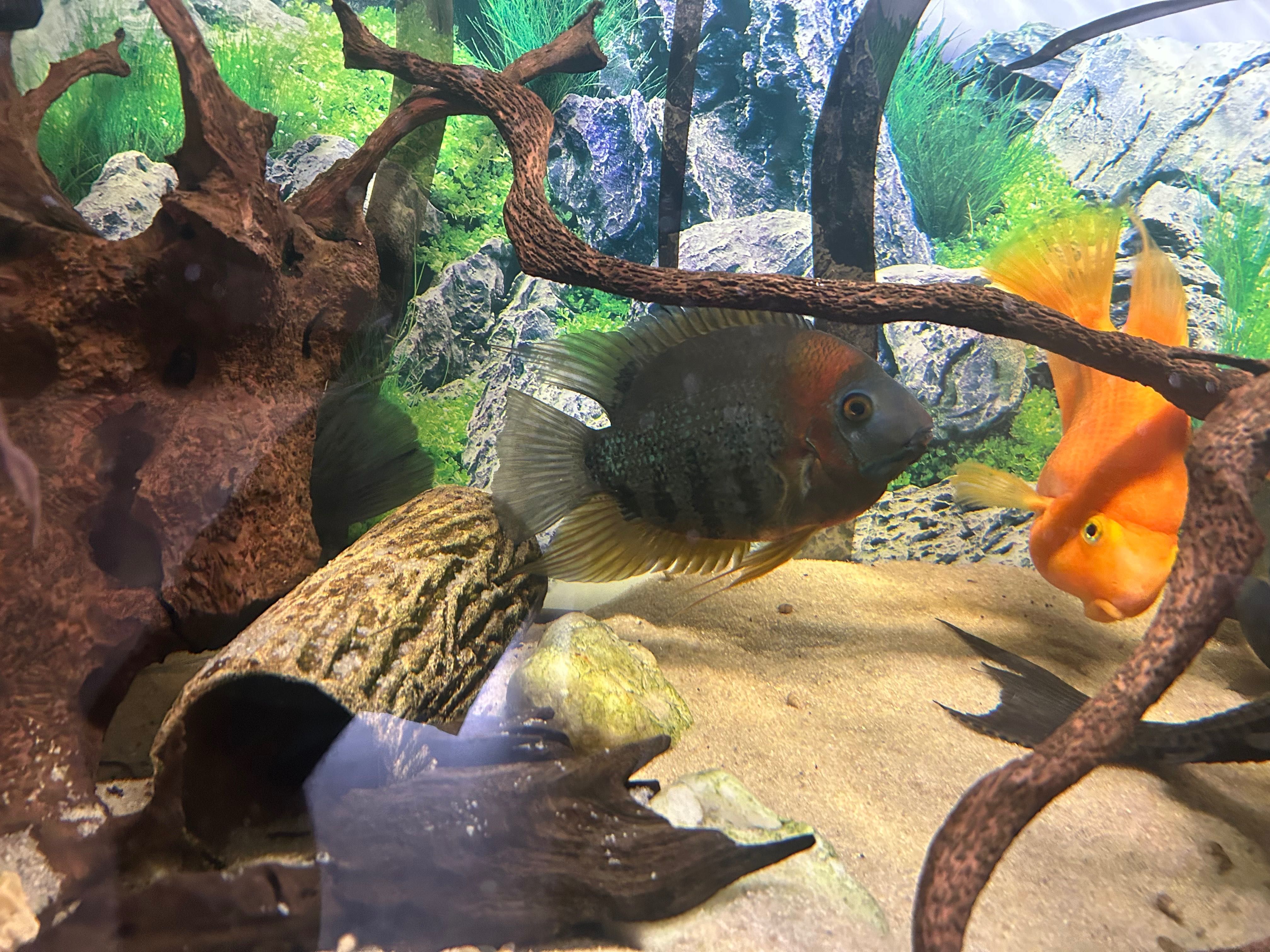 Uaru,severum rotkiel,frontosa,zbrojnik lamparci