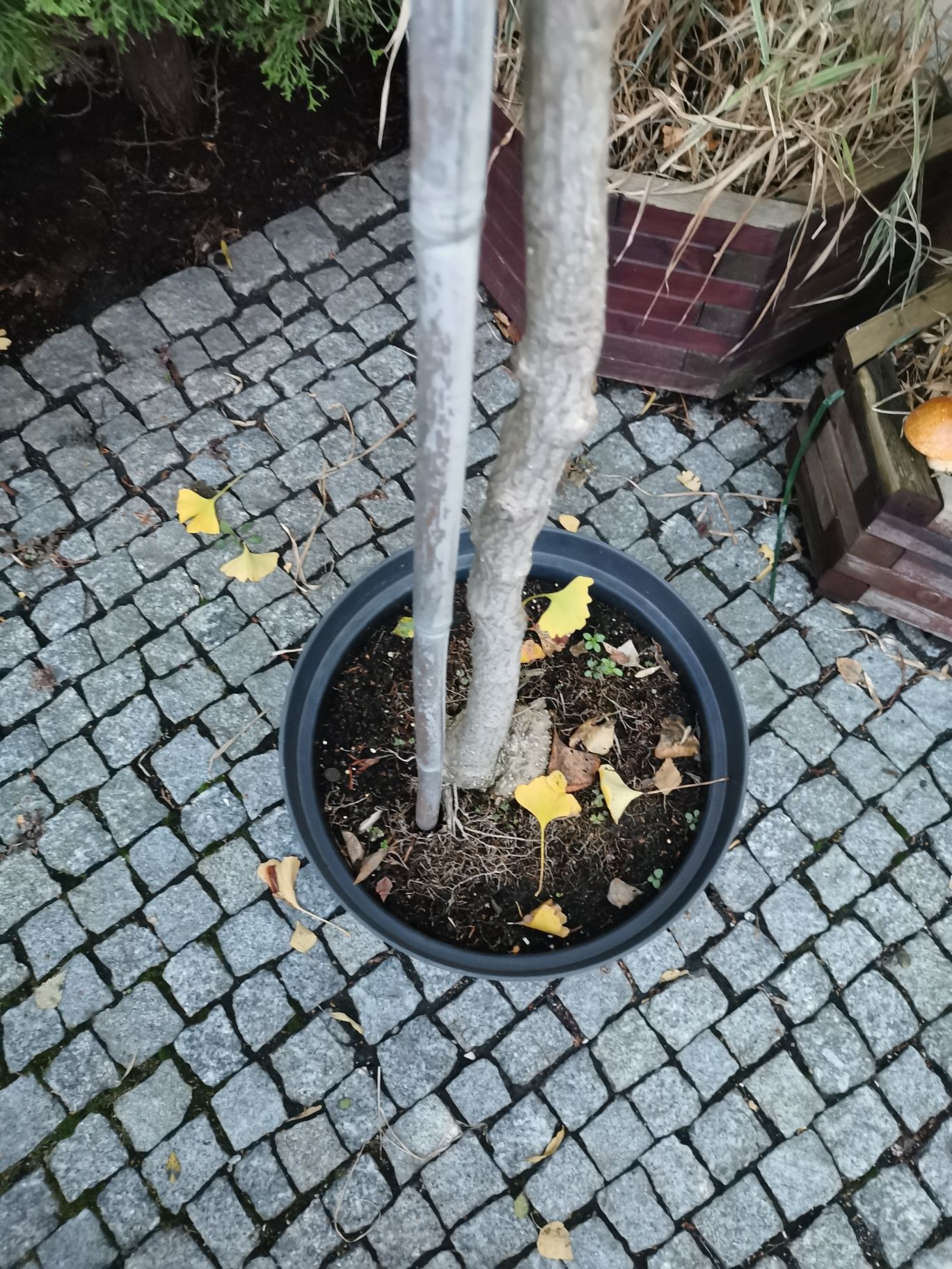 Ginkgo biloba Miłorząb