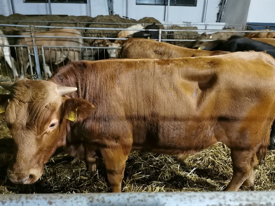 Odsady mięsne limuse Byczki jalowki tanio