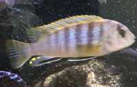 Pyszczaki labidochromis perlmutt 17 zł