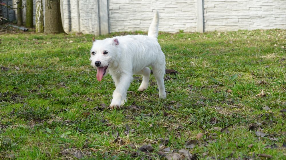 Piękny Dostępny PIESEK-Parson Russell Terrier