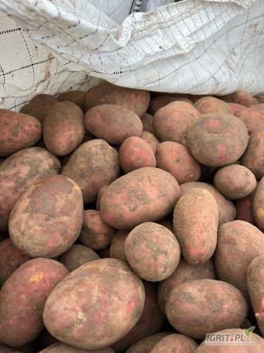 Ziemniaki jadalne czerwone