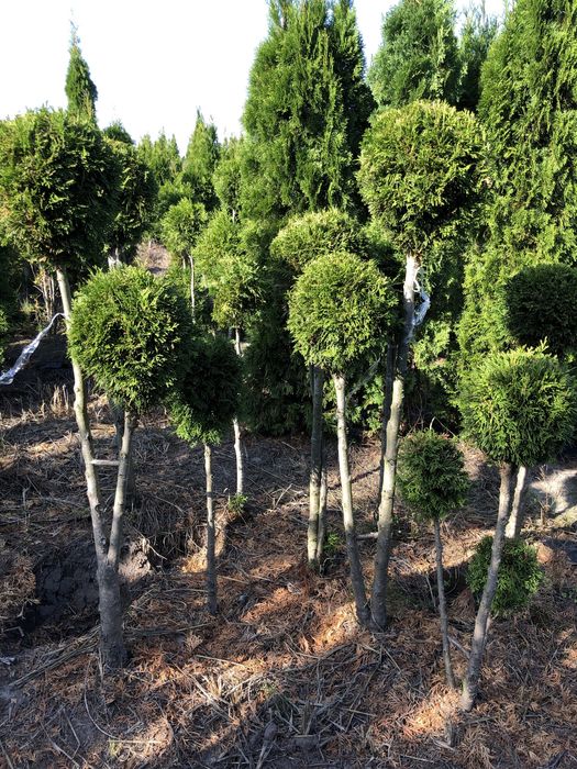 АКЦІЯ-туя Тедді, Ялівець Хіберніка, Скайрокет