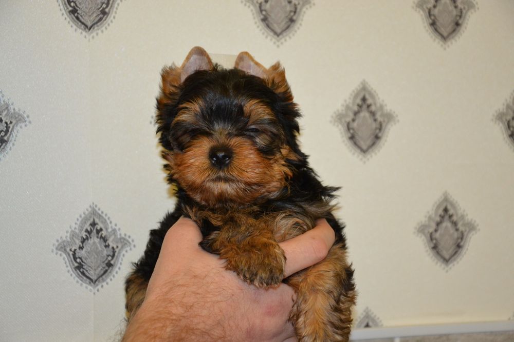 Гарна дівчинка з документами