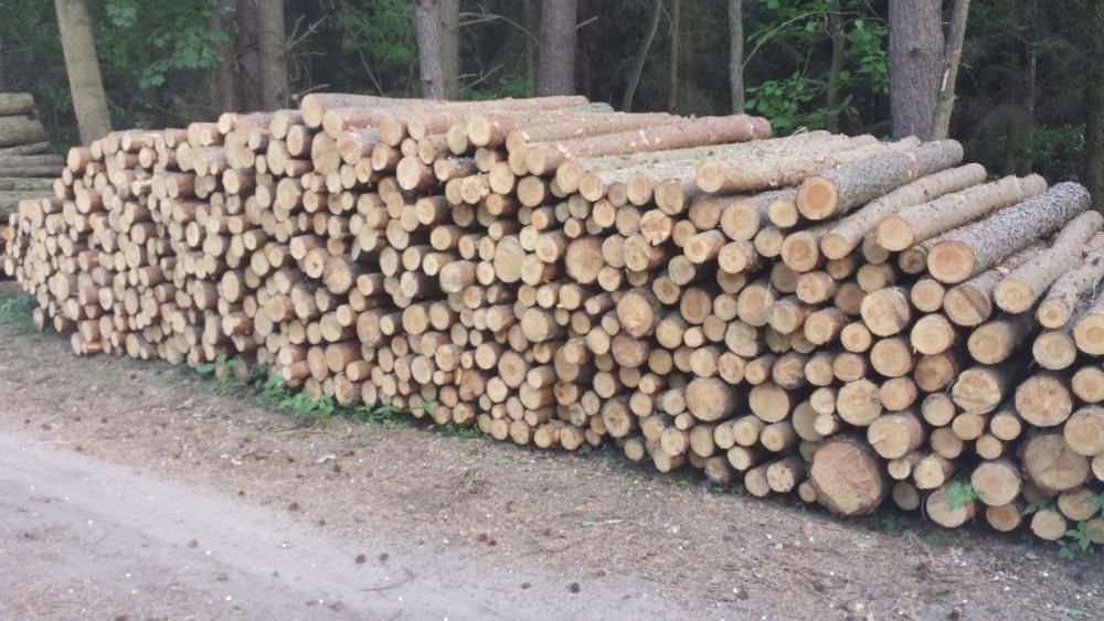 GRUBE SŁUPKI OGRODZENIOWE sosnowe 2,5m fi 8-12cm + siatka leśna