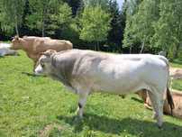 Buhaj Piemontese