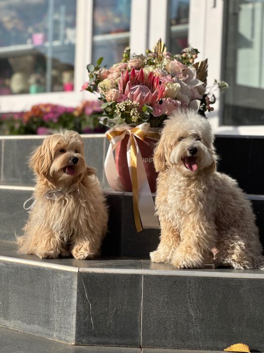 Мальтіпу хлопчик