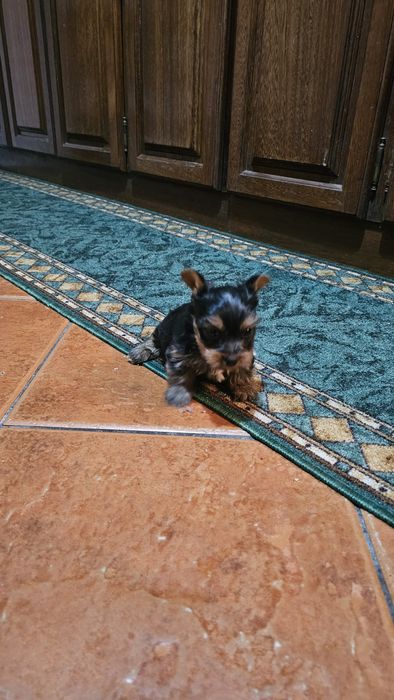 Yorkhire terrier macho