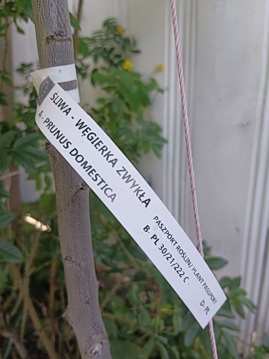 Drzewko owocowe śliwka węgierka
