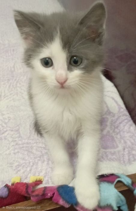 П'ятеро кошенят в добрі руки