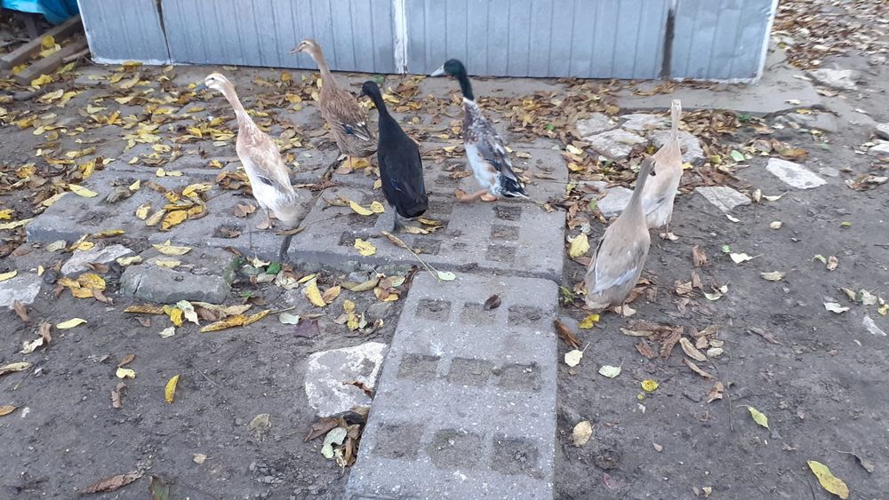 Kaczki biegusy samiczki