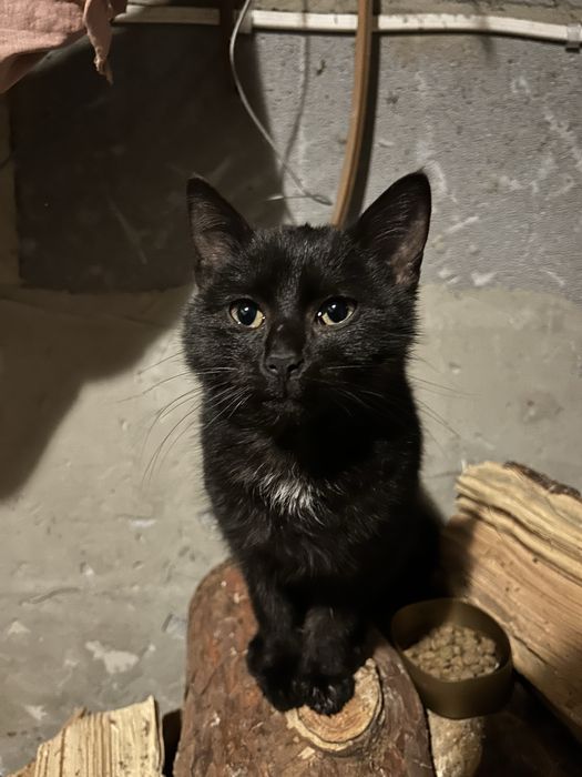 Znaleziono młodego kota