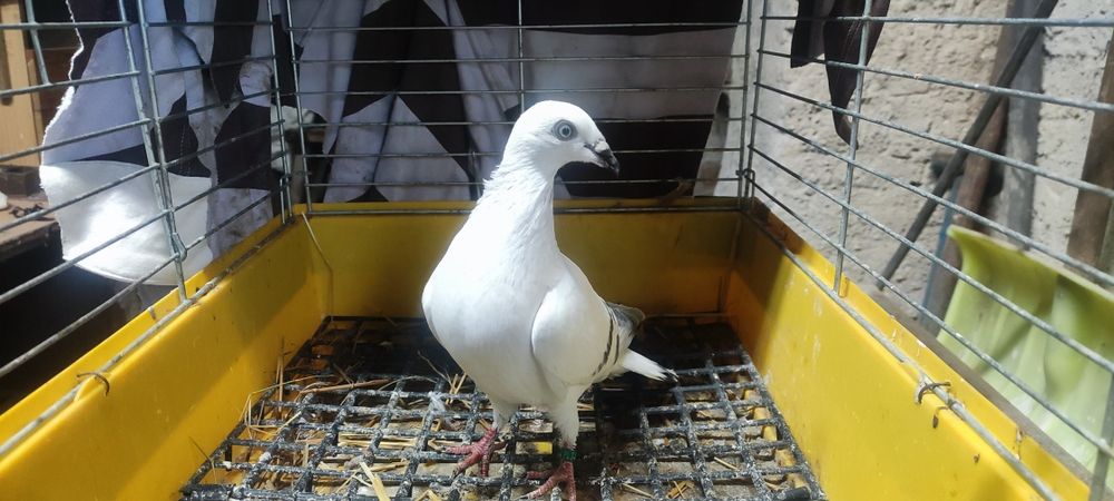 Jasne żałobne srebrniaki sprzedam.