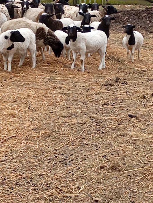 Молодий баранчик Дорпер 3-4 місяці