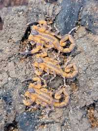 Babycurus jacksoni i2 skorpion