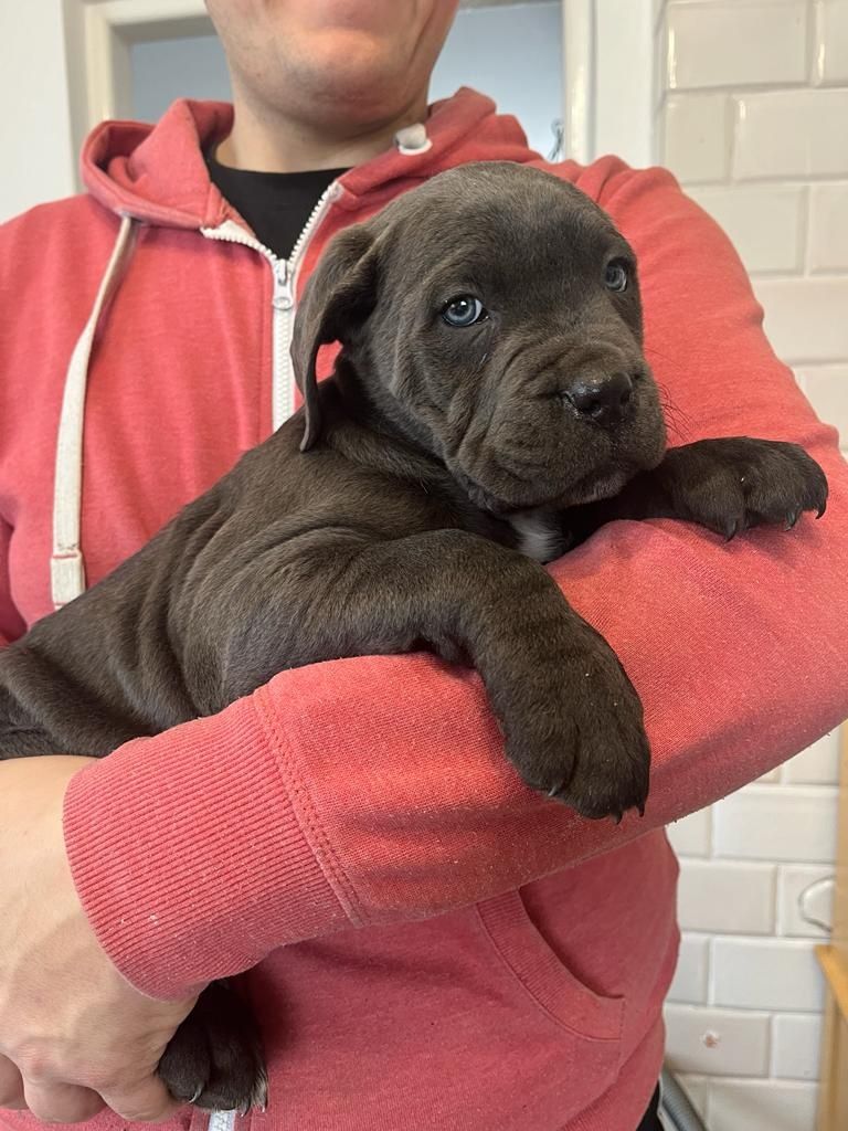 Cane Corso Piesek