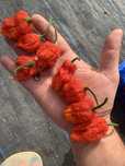 Malaguetas carolina reaper