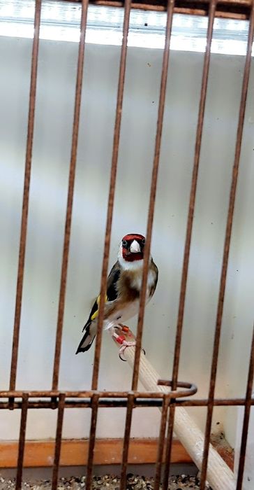 Kanarki, szczygły europejskie 25r