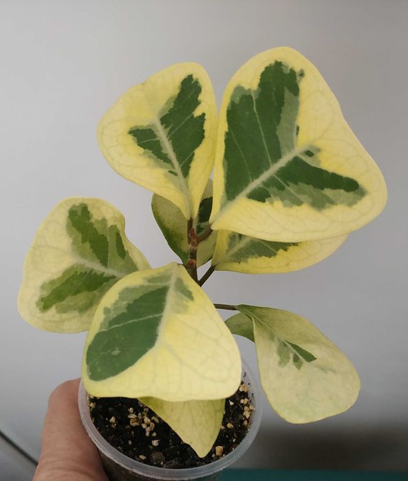 Продам фікус   Тріануляріс Коконат крем