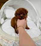 Machinho Caniche micro toy