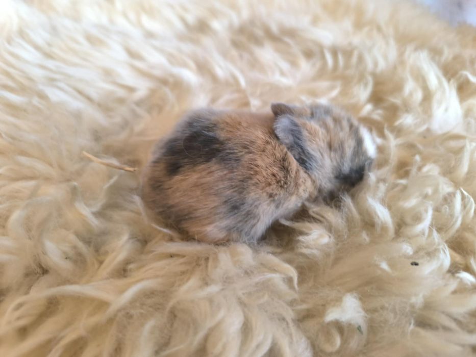 Lionhead Króliki miniaturki ostatnie 3 szt. REZERWACJA!!