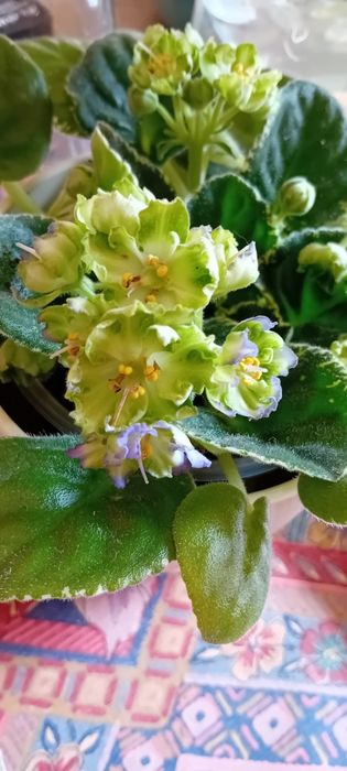 Listki fiołka afrykanskiego