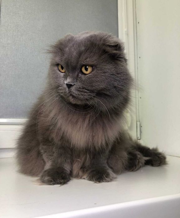 Вислоукая Шотландская кошечка Коша, впедная красотка, 2-3 года