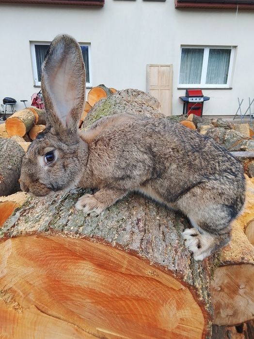 Belgijski olbrzym samiczki 4 mc