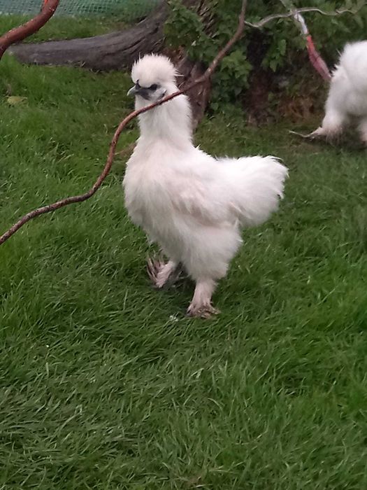 sprzedam koguty silki