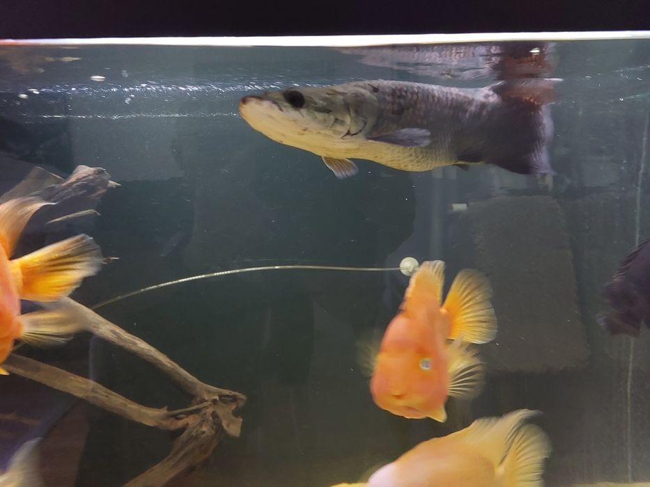 Arapaima Gigas sprzedam