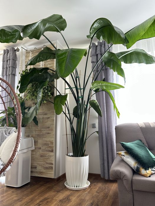 Strelicja nicolai gigantyczna