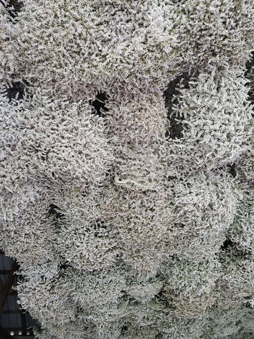 Zatrwian tatarski, kaszka, statycja zbiór  2025!