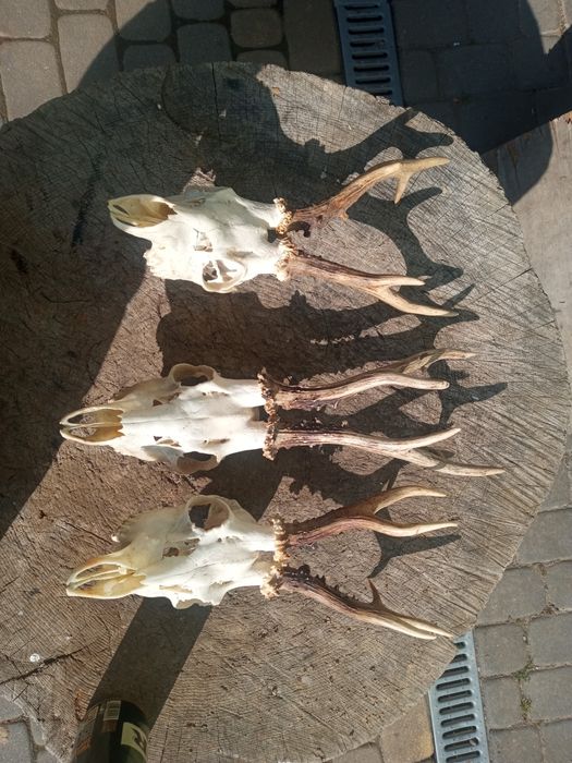 Kozły 455 gr całość 400