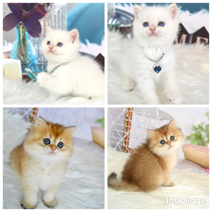 Британські котята золота шиншила/золотая шиншилла/ поинт