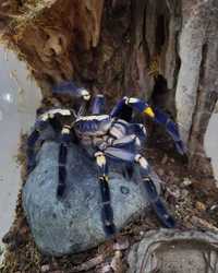 Взрослая самка паука птицееда Poecilotheria metallica л13-14