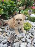 Malutki piesek Yorkshire terrier - Maltańczyk (Morkie)
