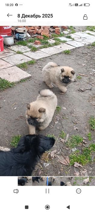 Цуценята породи Чау-чау