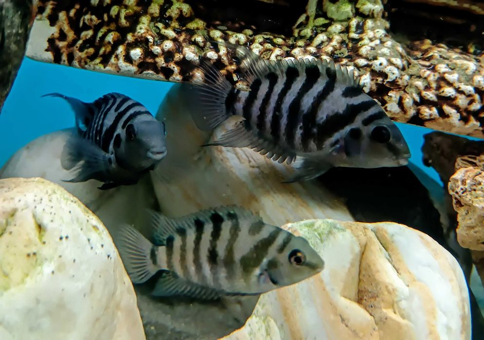 Pielęgnica zebra, cała obsada ok.16szt.