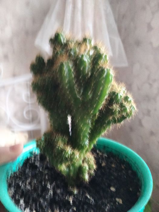 Продам кімнатні рослини